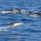 Dolphins IStock