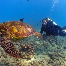 Turtle Diver